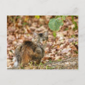 Herbstkatze Postkarte (Vorderseite)