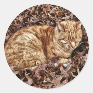 Herbstkatze Runder Aufkleber
