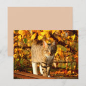 Herbstkatzenpostkarte Postkarte (Vorne/Hinten)