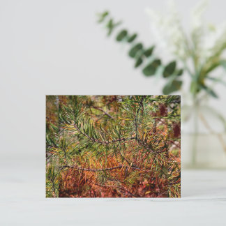 Herbstkiefernadeln  feiertagspostkarte