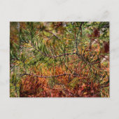 Herbstkiefernadeln feiertagspostkarte (Vorderseite)