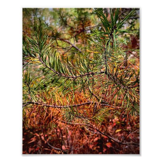 Herbstkiefernadeln fotodruck (Vorne)