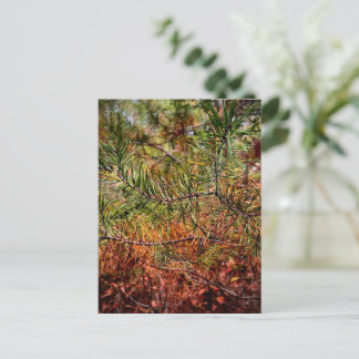 Herbstkiefernadeln Postkarte