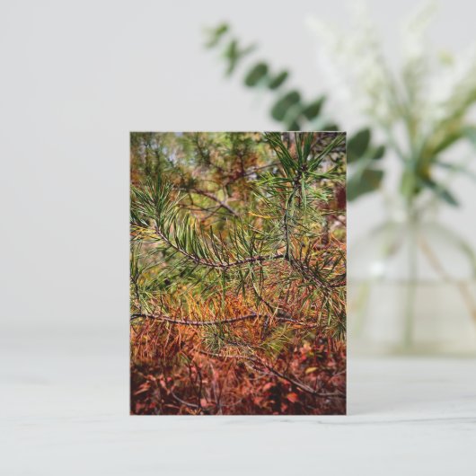 Herbstkiefernadeln Postkarte (Stehend Vorderseite)