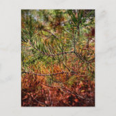 Herbstkiefernadeln Postkarte (Vorderseite)