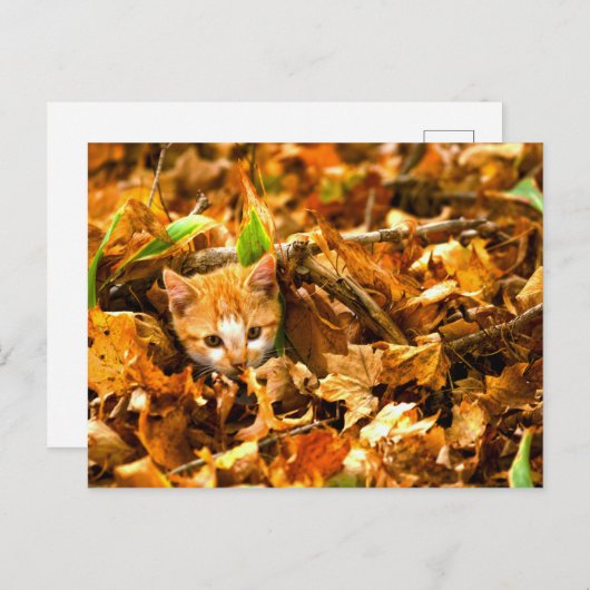 Herbstkitt Postkarte (Vorne/Hinten)