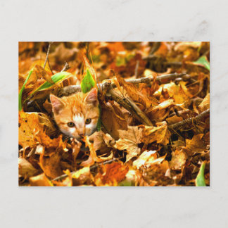 Herbstkitt Postkarte