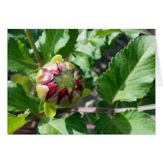 Herbstknospe (Vorderseite (Horizontal))