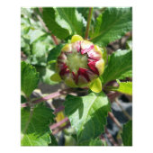 Herbstknospe Fotodruck (Vorne)