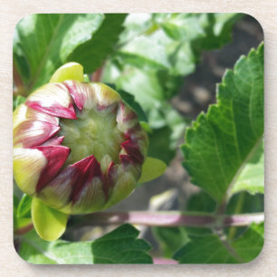 Herbstknospe Getränkeuntersetzer