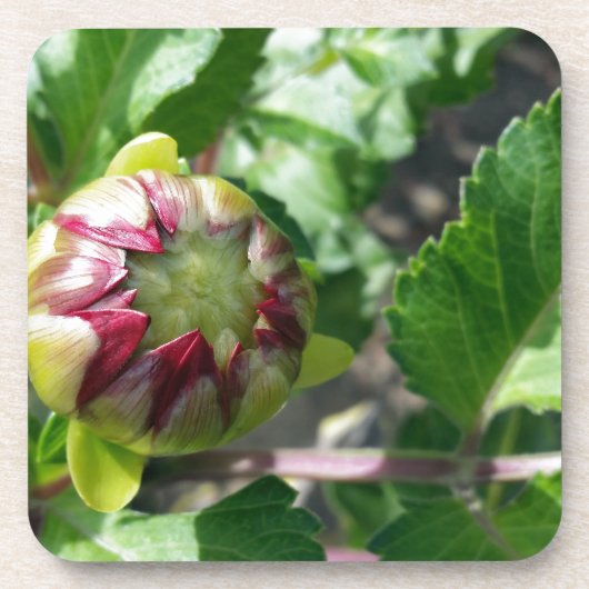 Herbstknospe Getränkeuntersetzer (Vorderseite)