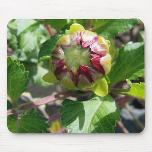 Herbstknospe Mousepad (Vorne)