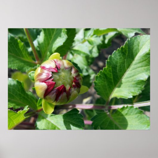 Herbstknospe Poster (Vorne)