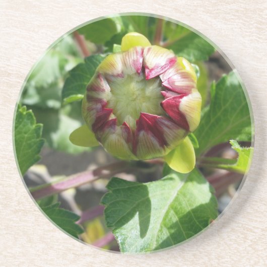 Herbstknospe Sandstein Untersetzer (Vorne)