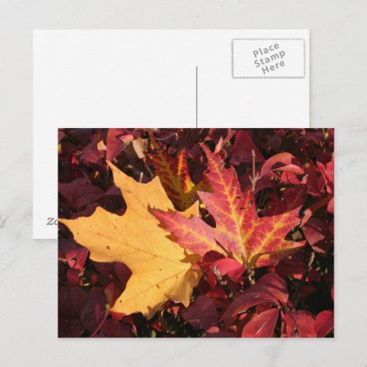Herbstkontrast Postkarte (Vorne/Hinten)