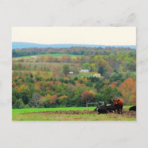 Herbstkühe Postkarte