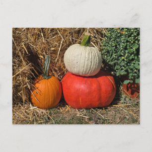 Herbstkürbisse Postkarte