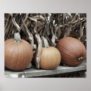 Herbstkürbisse und Maisstängel Poster