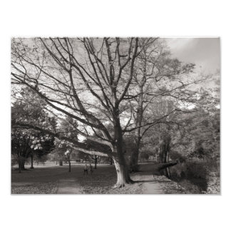 Herbstlandschaft, Bute Park, Cardiff Fotodruck