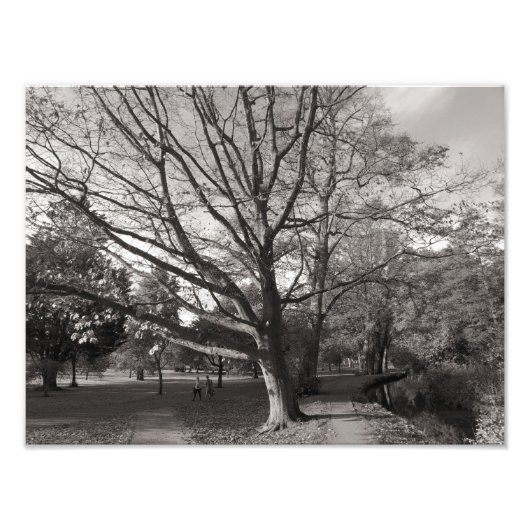 Herbstlandschaft, Bute Park, Cardiff Fotodruck (Vorne)