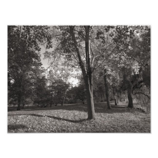 Herbstlandschaft, Bute Park, Cardiff Fotodruck