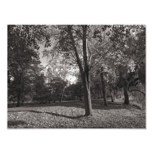 Herbstlandschaft, Bute Park, Cardiff Fotodruck (Vorne)