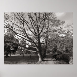 Herbstlandschaft Bute Park Cardiff Poster
