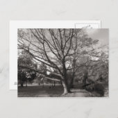 Herbstlandschaft Bute Park Cardiff Postkarte (Vorne/Hinten)