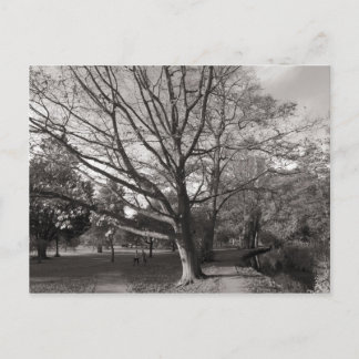 Herbstlandschaft Bute Park Cardiff Postkarte