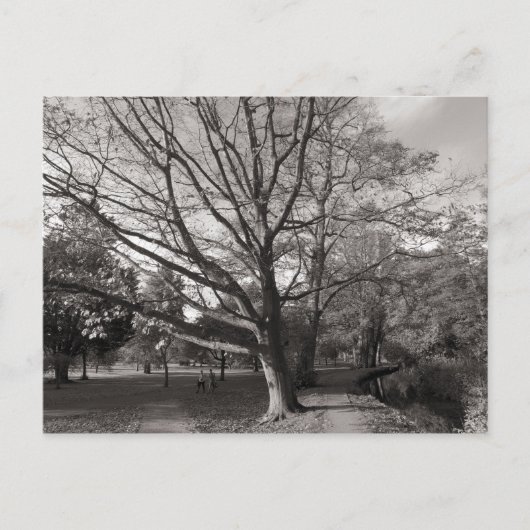 Herbstlandschaft Bute Park Cardiff Postkarte (Vorderseite)