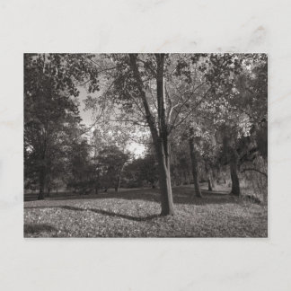 Herbstlandschaft Bute Park Cardiff Postkarte