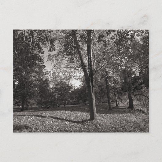 Herbstlandschaft Bute Park Cardiff Postkarte (Vorderseite)