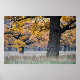 Herbstlandschaft Poster