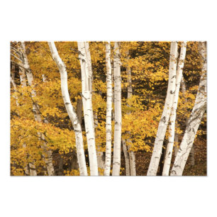 Herbstlandschaft, Vermont, USA 2 Fotodruck