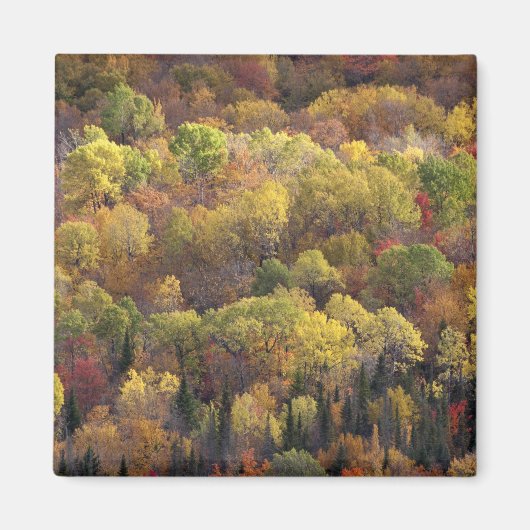 Herbstlandschaft, Vermont, USA 2 Magnet (Vorne)