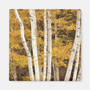 Herbstlandschaft, Vermont, USA Magnet