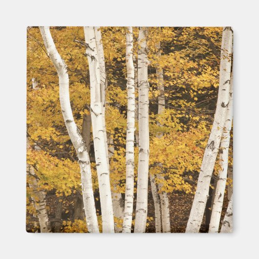 Herbstlandschaft, Vermont, USA Magnet (Vorne)