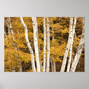 Herbstlandschaft, Vermont, USA Poster