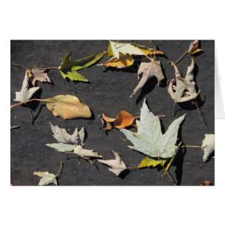 Herbstlaub 1