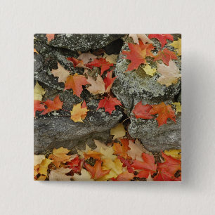 Herbstlaub an Steinmauer, Minute Man Button