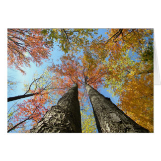 Herbstlaub, der oben 2 schaut