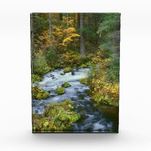 Herbstlaub & Douglasien-Grenze Roaring River Fotoblock