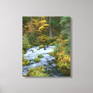 Herbstlaub & Douglasien-Grenze Roaring River Leinwanddruck