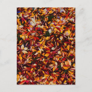 Herbstlaub Farbige Blätter  Postkarte