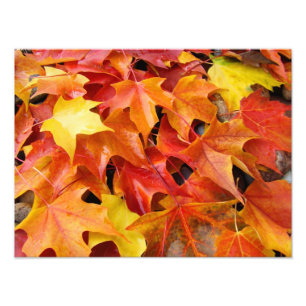 Herbstlaub Farbige Fotografie Kunst Drucke