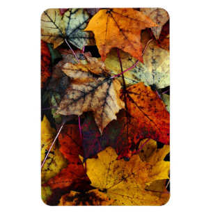 Herbstlaub-Fotografie-Flexi-Magnet Magnet