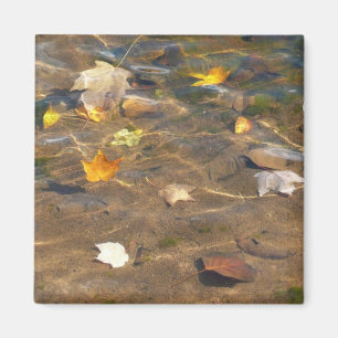 Herbstlaub im Teichwasser Naturfotografie Magnet