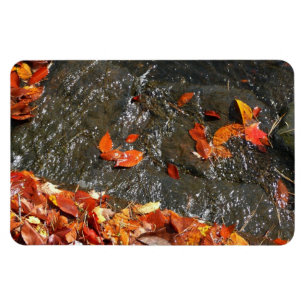 Herbstlaub im Wasserfall I Herbstfotografie Magnet