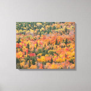 Herbstlaub Keweenaw-Halbinsel, Michigan Leinwanddruck