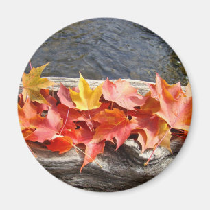 Herbstlaub Kunst Magnet buntes Herbstlaub